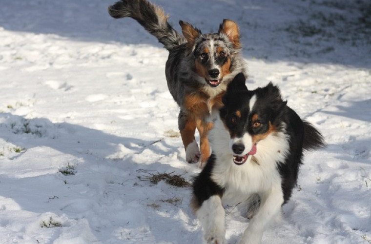 Border Collie und Australian Shepherd