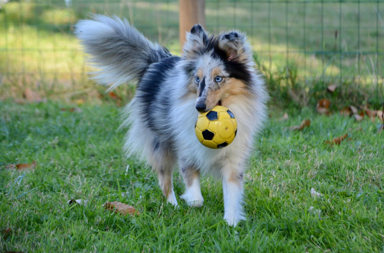 Shetland Sheepdog mit Ball